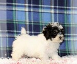 Small Photo #3 Havanese Puppy For Sale in DANVILLE, PA, USA