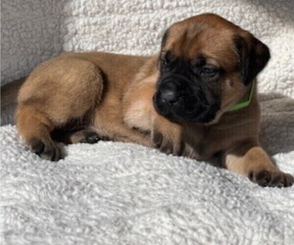 Medium Photo #6 Mastiff Puppy For Sale in BIXBY, OK, USA
