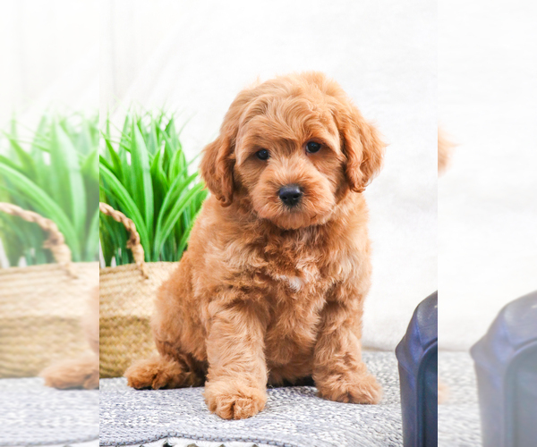 Medium Photo #3 Goldendoodle (Miniature) Puppy For Sale in SYRACUSE, IN, USA