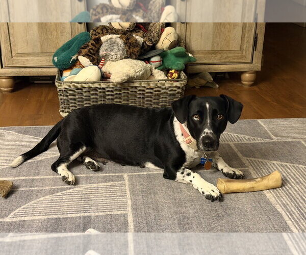 Medium Photo #1  Puppy For Sale in , 