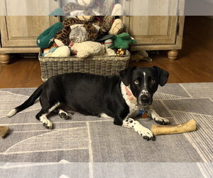 Basset Hound-Unknown Mix Dogs for adoption in Brookville, OH, USA