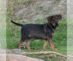 Small Photo #8 Labrador Retriever-Unknown Mix Puppy For Sale in San Diego, CA, USA
