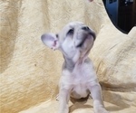 Small Photo #2 French Bulldog Puppy For Sale in MODESTO, CA, USA