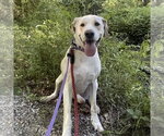 Small #8 Labrador Retriever Mix