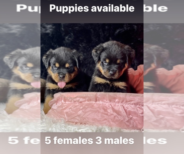 Medium Photo #1 Rottweiler Puppy For Sale in VALLEJO, CA, USA