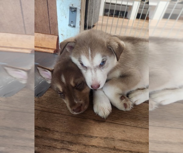 Medium Photo #13 Australian Shepherd-Siberian Husky Mix Puppy For Sale in ATTICA, NY, USA