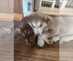 Small #12 Australian Shepherd-Siberian Husky Mix