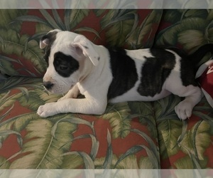 American Pit Bull Terrier Puppy for sale in STAFFORD, VA, USA