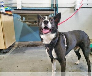 Border Collie-Unknown Mix Dogs for adoption in Camarillo, CA, USA