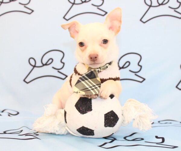 Medium Photo #2 Chihuahua Puppy For Sale in LAS VEGAS, NV, USA