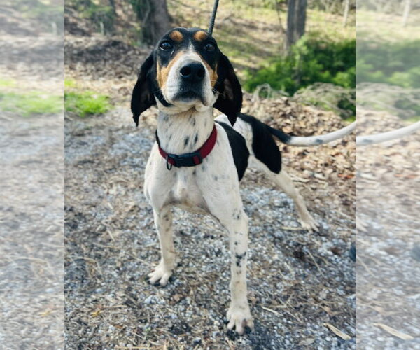 Medium Photo #1 Mutt Puppy For Sale in Clarkesville, GA, USA