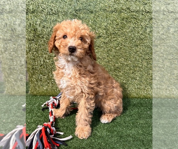 Medium Photo #2 Poodle (Miniature) Puppy For Sale in MIDDLEBURY, IN, USA