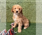 Small #1 Poodle (Miniature)