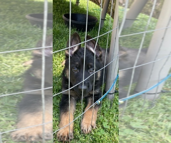 Medium Photo #2 German Shepherd Dog Puppy For Sale in GAFFNEY, SC, USA