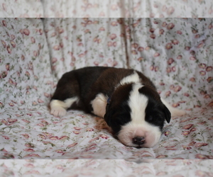 Saint Bernard Puppy for sale in GRAFTON, WV, USA