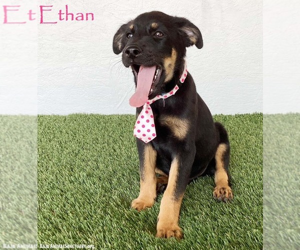 Medium Photo #1 Rottweiler-Unknown Mix Puppy For Sale in San Diego, CA, USA