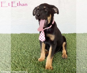 Rottweiler-Unknown Mix Dogs for adoption in San Diego, CA, USA