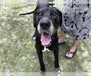 Great Dane Dogs for adoption in Ocala, FL, USA