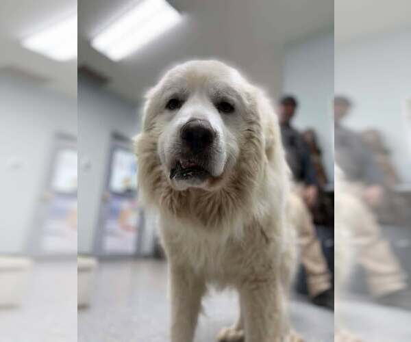 Medium Photo #2 Great Pyrenees Puppy For Sale in Croydon, NH, USA