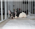 Small Photo #6 French Bulldog Puppy For Sale in VILLA PARK, IL, USA