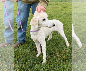 Buffy Neal - May 26 - Female Poodle (Standard)-Unknown Mix Dog for Adoption - Photo #4