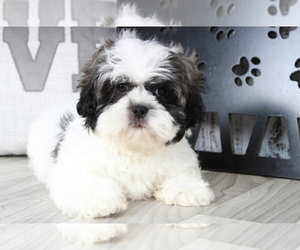 Zuchon Puppy for sale in MARIETTA, GA, USA