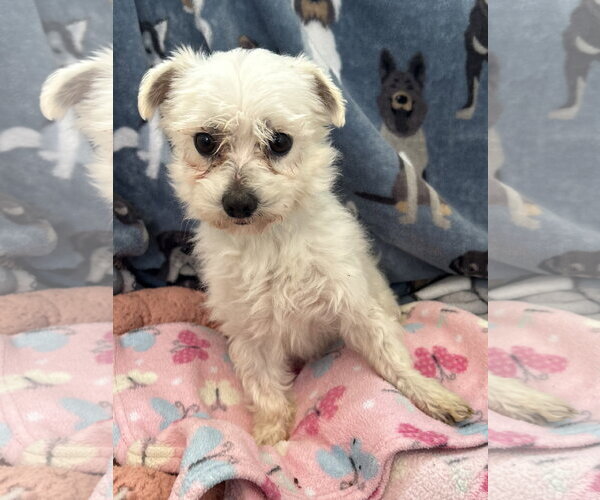 Medium Photo #3 Maltipoo (Toy) Puppy For Sale in Pacolet, SC, USA