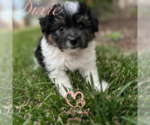 Small Photo #1 Shih Tzu Puppy For Sale in ELMHURST, IL, USA