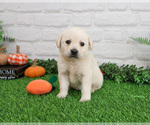 Small #1 Labrador Retriever