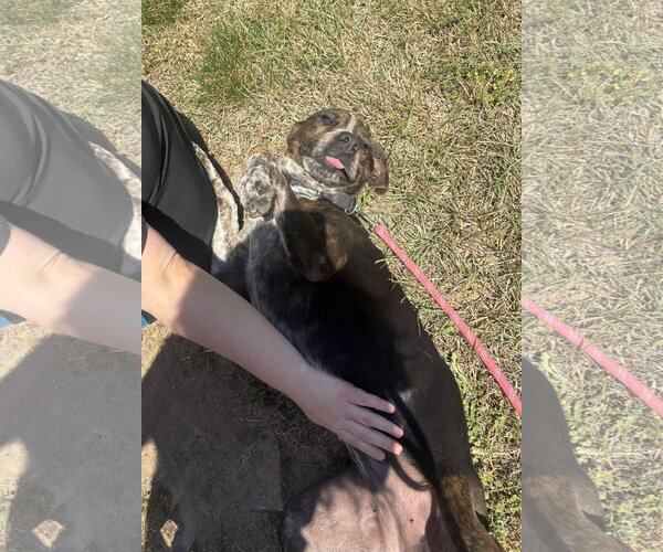 Medium Photo #7 Catahoula Leopard Dog-Unknown Mix Puppy For Sale in Raleigh, NC, USA