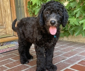 Labradoodle-Poodle (Standard) Mix Puppy for sale in PALMDALE, CA, USA
