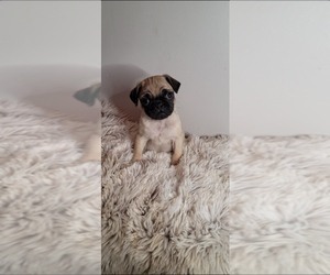 Pug Puppy for sale in INDIANAPOLIS, IN, USA