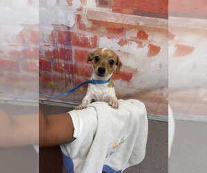 Chihuahua-Unknown Mix Dogs for adoption in San Bernardino, CA, USA