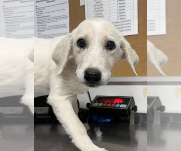 Medium Photo #1 Great Pyrenees-Unknown Mix Puppy For Sale in Bolivar, MO, USA