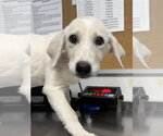 Paint - Female Great Pyrenees-Unknown Mix Dog for Adoption - Small photo