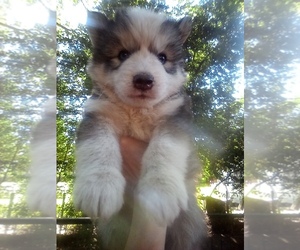 Siberian Husky Puppy for sale in FLORENCE, SC, USA