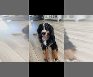 Father of the Bernedoodle puppies born on 06/10/2025