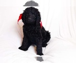 Small Photo #2 Labradoodle Puppy For Sale in PRATTSVILLE, AR, USA