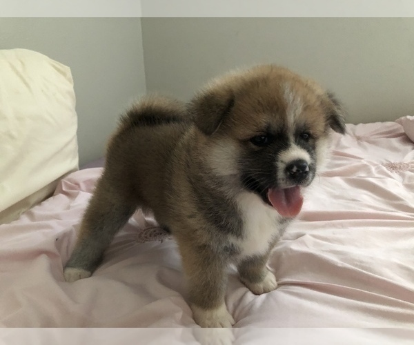 Medium Photo #15 Akita Puppy For Sale in LA QUINTA, CA, USA