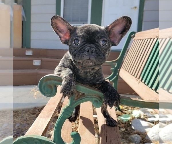 Medium Photo #1 French Bulldog Puppy For Sale in SANTA CLARITA, CA, USA