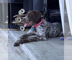 Small Lab-Pointer