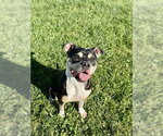 DEJA - Female American Bulldog Dog for Adoption - Small photo