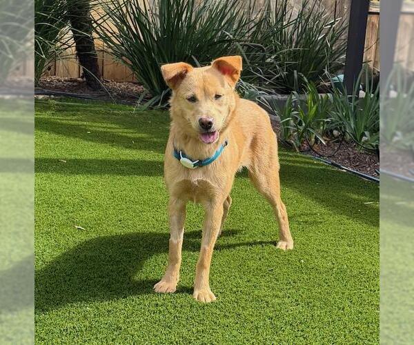 Medium Photo #23 Labrador Retriever-Unknown Mix Puppy For Sale in San Diego, CA, USA