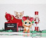 Small Photo #28 Chihuahua Puppy For Sale in CHARLESTON, AR, USA