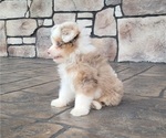 Small #2 Pom-A-Poo