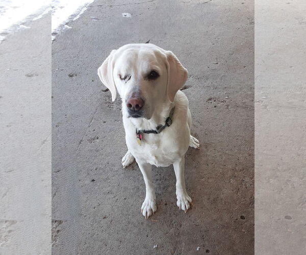 Medium Photo #1 Labrador Retriever Puppy For Sale in Diamondville, WY, USA