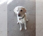 Small Labrador Retriever