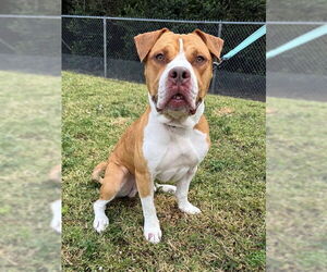 American Bulldog Dog for Adoption in Naples, Florida USA
