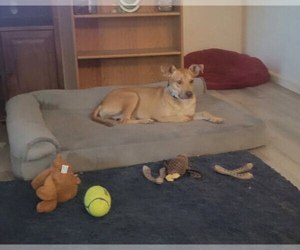Medium Photo #3 Boxador Puppy For Sale in Chandler, AZ, USA