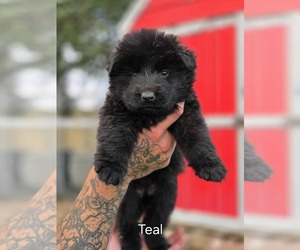 German Shepherd Dog Puppy for sale in JOHNSTOWN, CO, USA